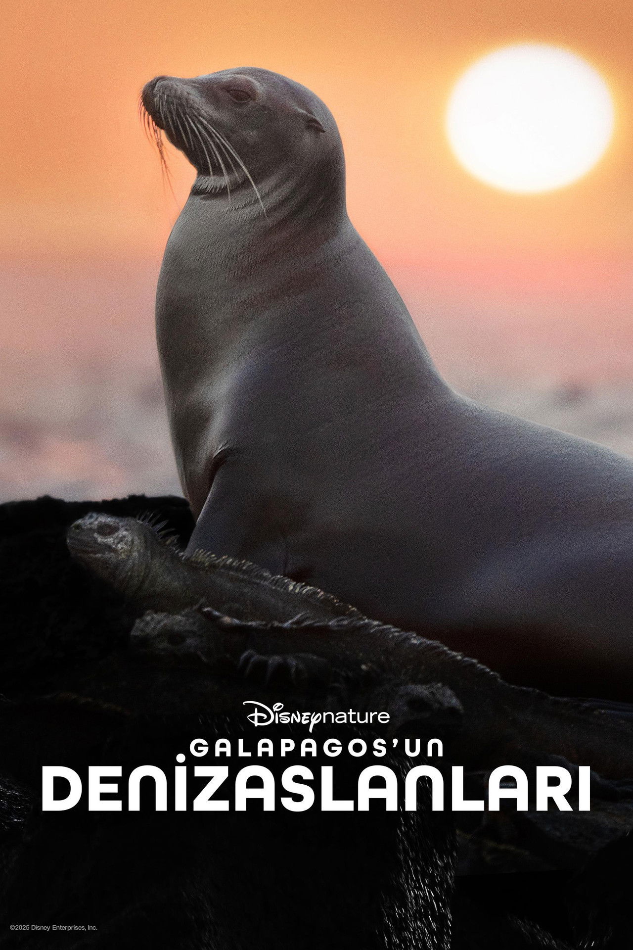 Sea Lions of the Galapagos